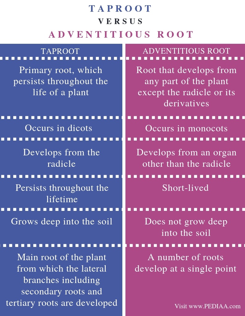 what-is-the-difference-between-taproot-and-adventitious-root-pediaa-com