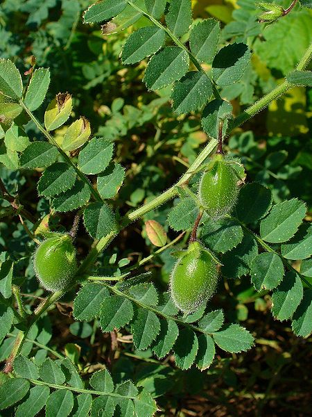 Main Difference - Chickpeas and Garbanzo Beans