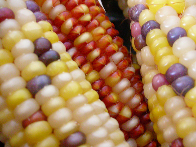 What Is The Difference Between Complementary And Supplementary Genes 