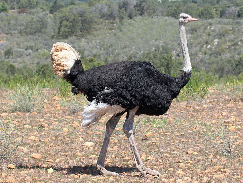 What is the Difference Between Emu and Ostrich Pediaa Com