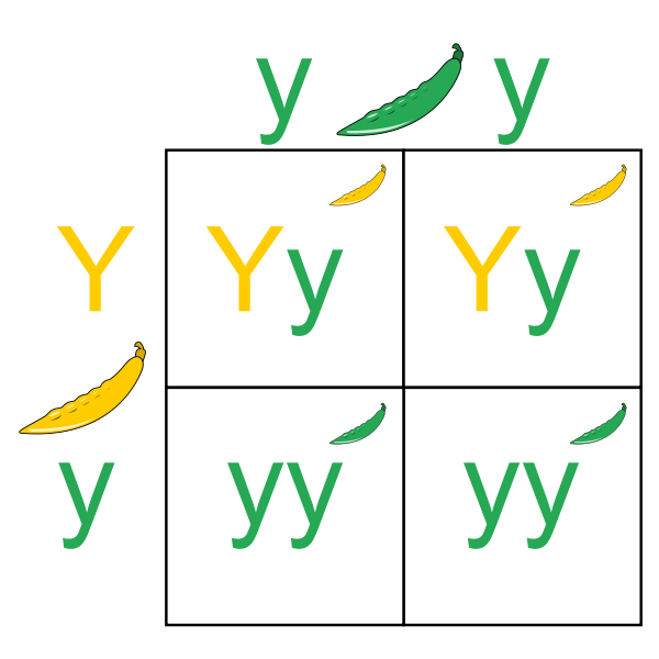 Main Difference - Genotype Frequency and Allele Frequency