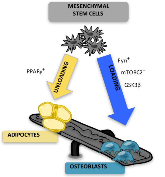 What is the Difference Between Mesenchymal and Hematopoietic Stem Cells