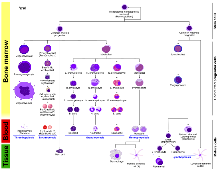 what-is-the-difference-between-mesenchymal-and-hematopoietic-stem-cells