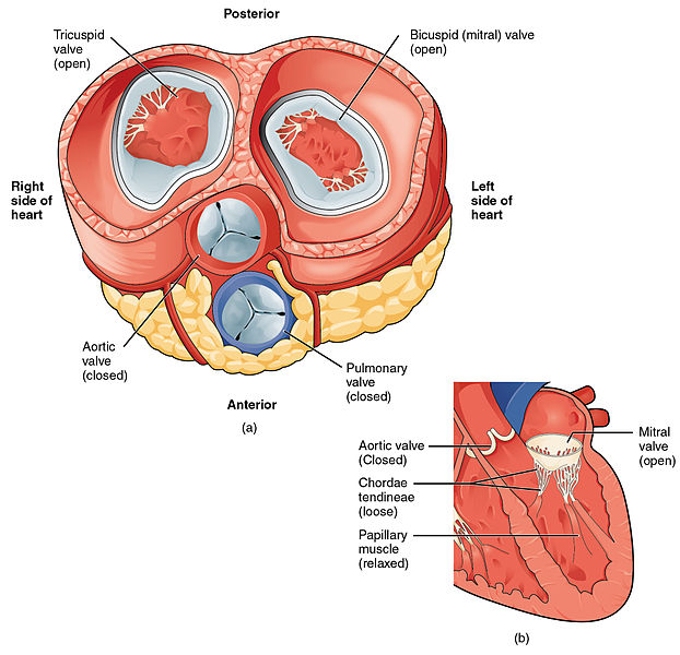 What is the Difference Between Mitral Valve and Aortic Valve - Pediaa.Com