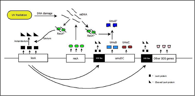 What Is The Difference Between Operon And Regulon - Pediaa.Com