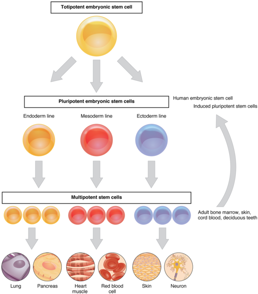 What is the Difference Between Pluripotent and Multipotent Stem Cells