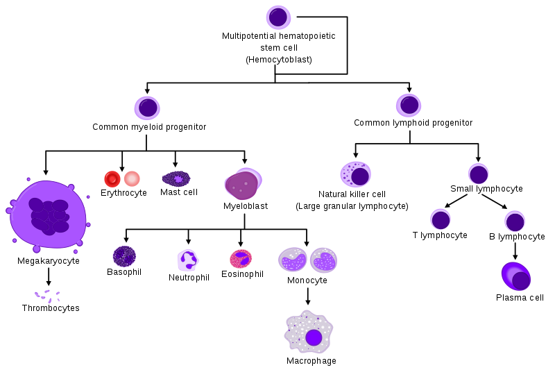Main Difference - Pluripotent and Multipotent Stem Cells