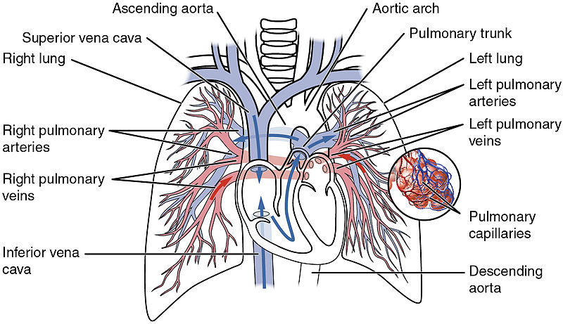 What is the Difference Between Pulmonary Artery and Other Arteries