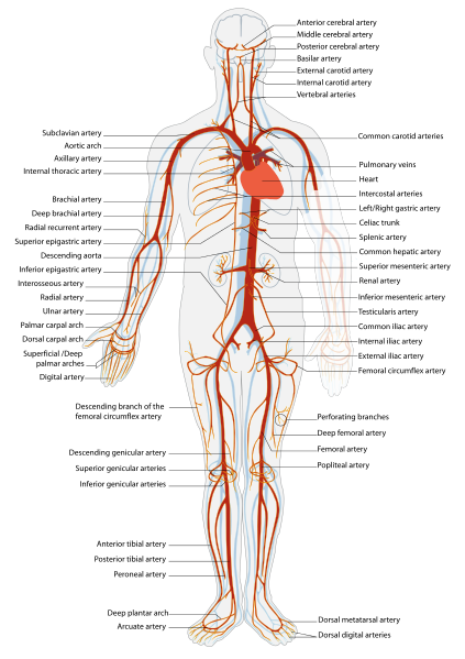 Main Difference - Pulmonary Artery and Other Arteries