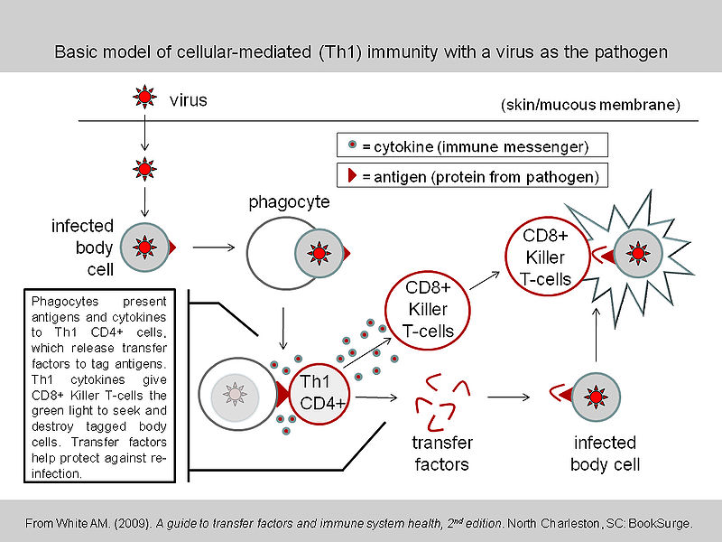 What is the Difference Between TH1 and TH2 Helper Cells