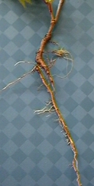 What is the Difference Between Taproot and Adventitious Root_Figure 1