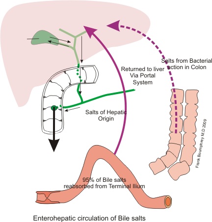 What is the Difference Between Bile Salts and Bile Pigments - Pediaa.Com