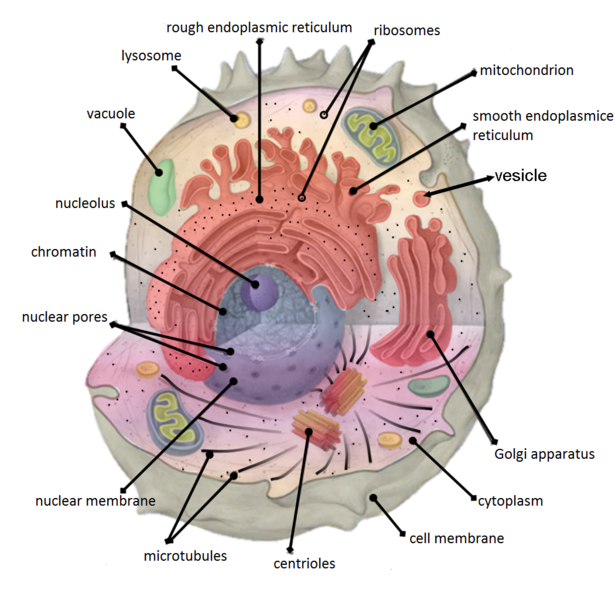 What Is The Difference Between Cell Organelles And Cell Inclusions Pediaa Com