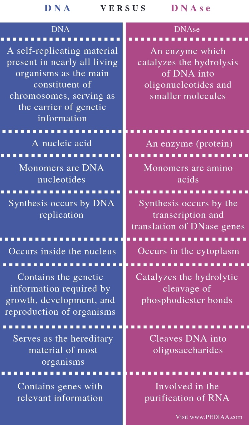 what-is-the-difference-between-dna-and-dnase-pediaa-com