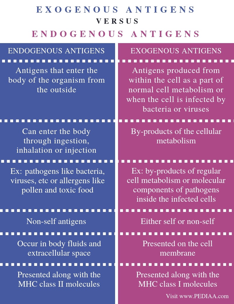 what-is-the-difference-between-exogenous-and-endogenous-antigens