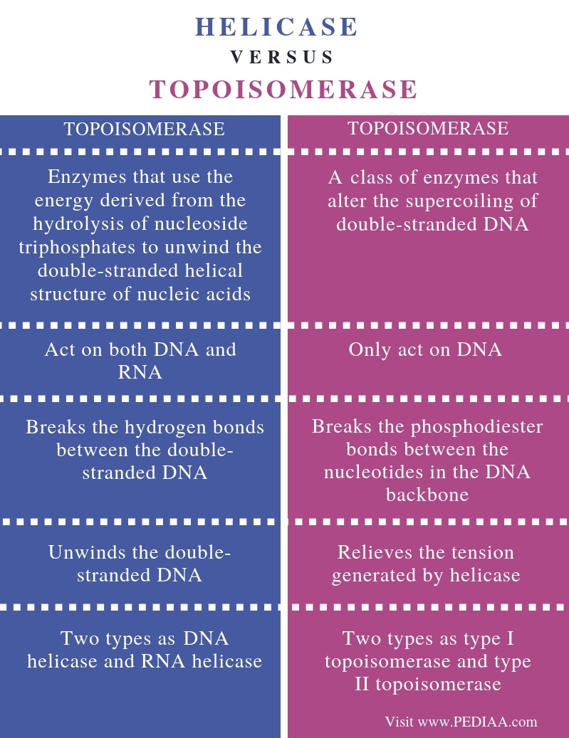 what-is-the-difference-between-helicase-and-topoisomerase-pediaa-com