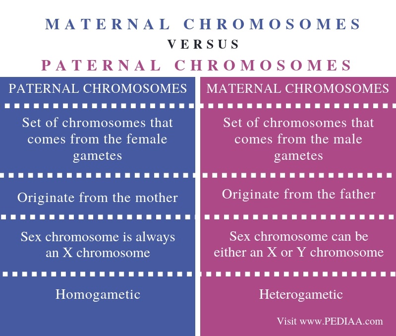 What Is The Difference Between Maternal And Paternal
