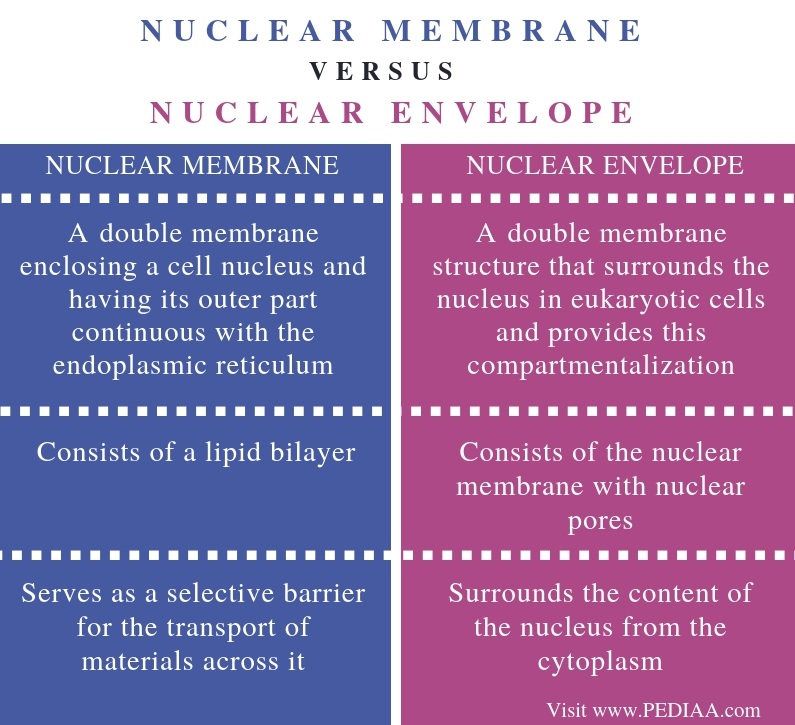 Featured image of post Nucleoplasm In Cell