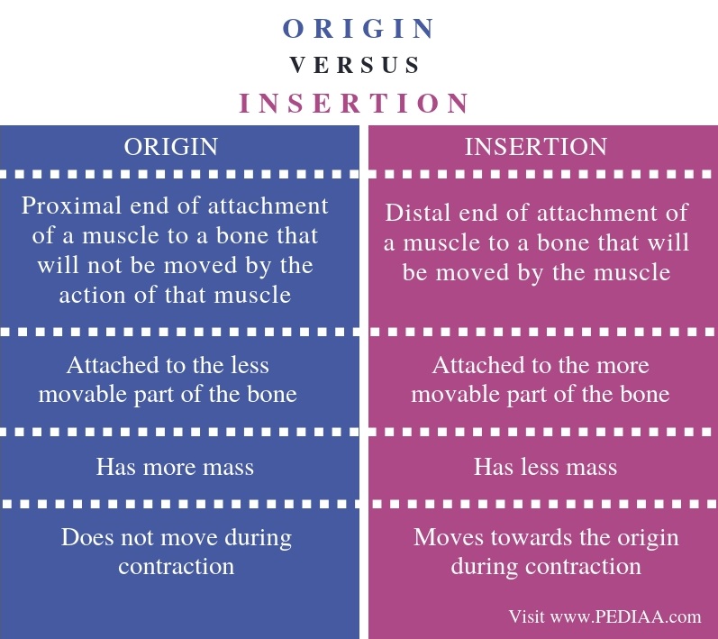 what-is-the-difference-between-origin-and-insertion-pediaa-com