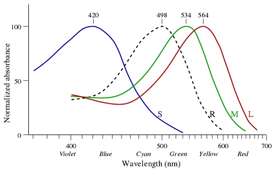 Difference Between Rod Cells and Cone Cells