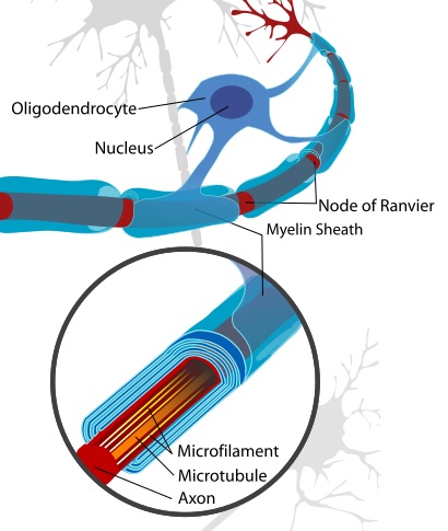 Main Difference - Schwann Cell vs Myelin Sheath