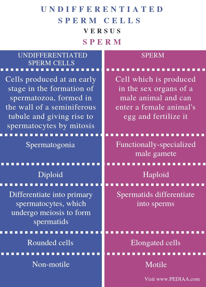 what-is-the-difference-between-undifferentiated-sperm-cells-and-sperm