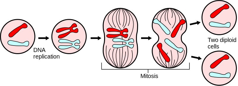 Difference in Alleles Between Parent Cell and Daughter Cells