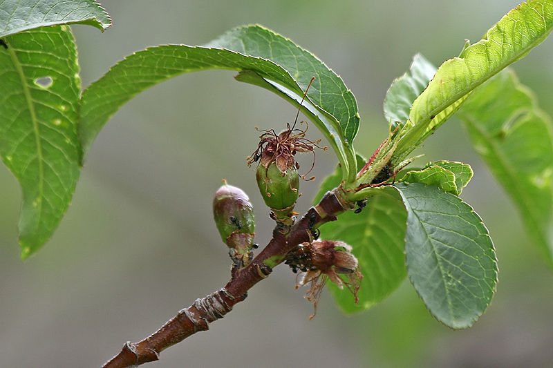 what-is-the-difference-between-abscission-and-senescence-pediaa-com