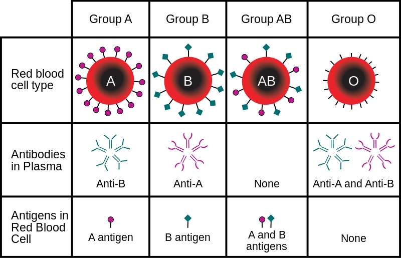 Main Difference - Bombay Blood Group vs O Blood Group