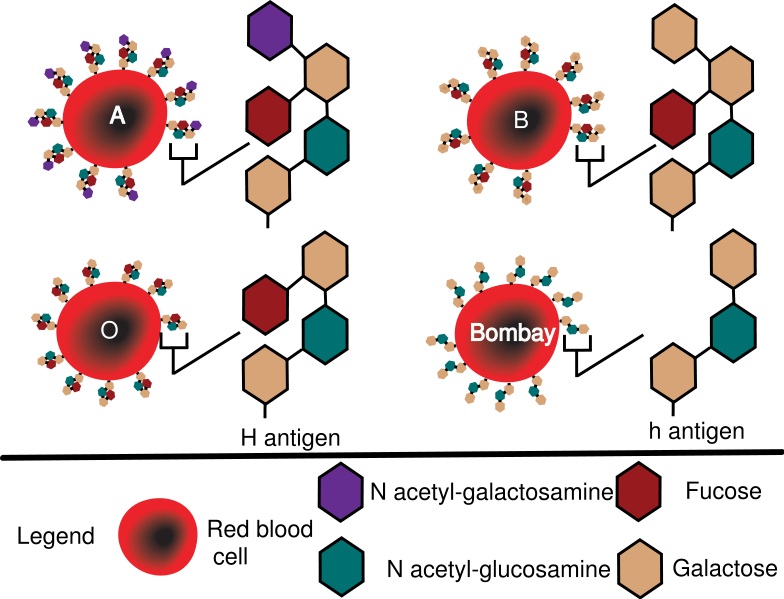 What is the Difference Between Bombay Blood Group and O Blood Group