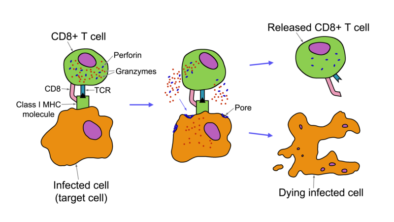 what-is-the-difference-between-exogenous-and-endogenous-antigens