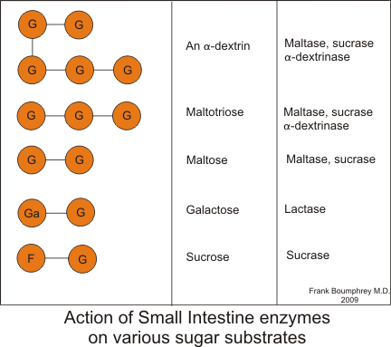Main Difference - Digestion in Stomach and Digestion in Intestine