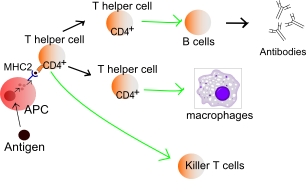 What is the Difference Between Exogenous and Endogenous Antigens