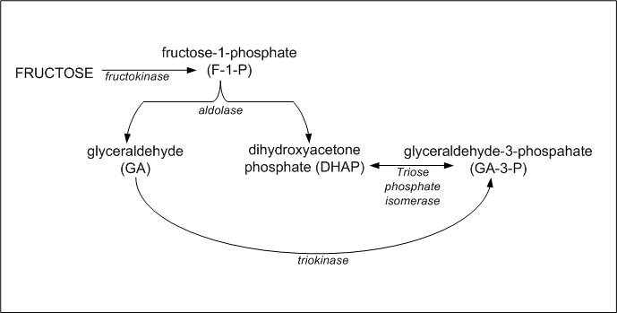 Main Difference - Glucose and Fructose Metabolism