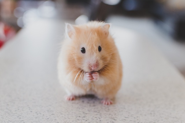 Hamster und Meerschweinchenporträts Klappkarte Hamster and Guinea Pigs 