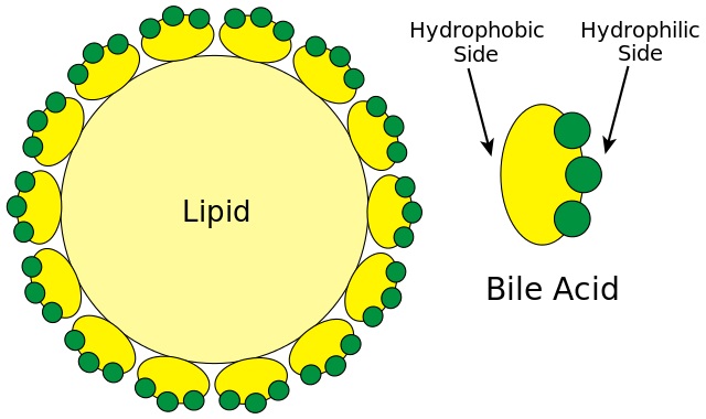What is the Difference Between Hepatic Bile and Gallbladder Bile