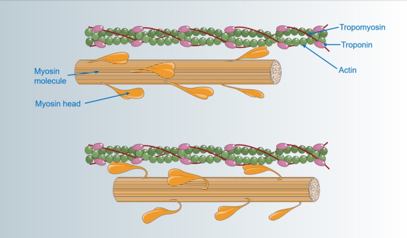 what-is-the-difference-between-kinesin-and-myosin-pediaa-com