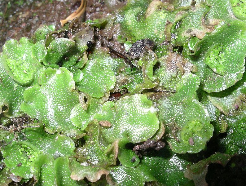 what-is-the-difference-between-liverworts-and-hornworts-pediaa-com