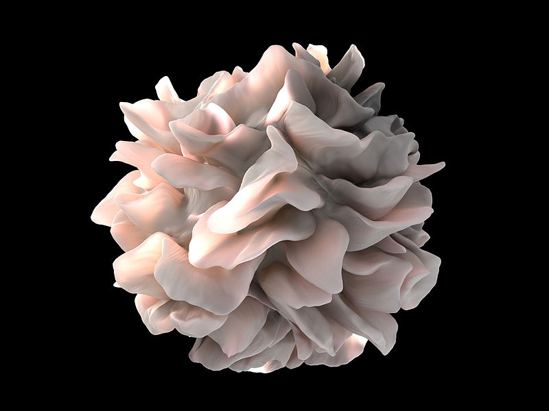 Difference Between Macrophages and Dendritic Cells_Fig 02