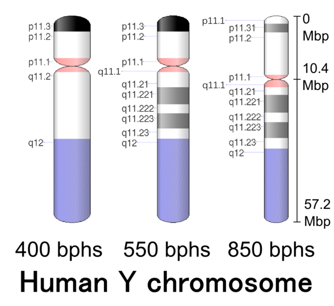 Difference Between Maternal and Paternal Chromosomes_Figure 2