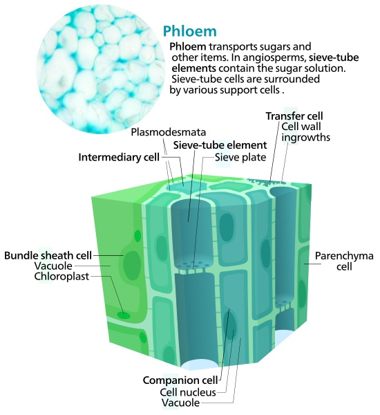 Phloem sucrose 