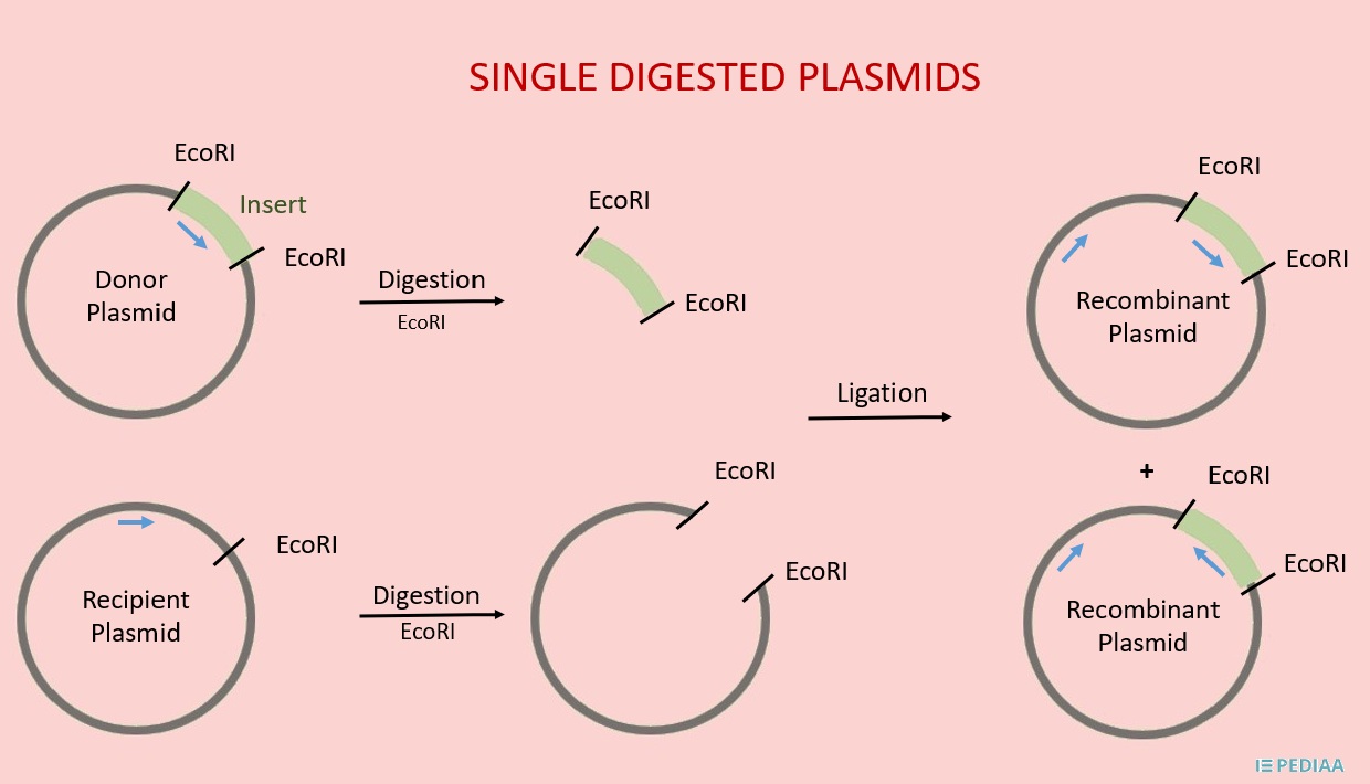 what is the difference between single digested plasmid and