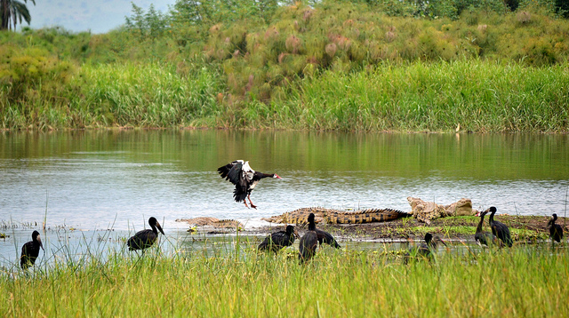 what-is-the-difference-between-species-diversity-and-ecosystem