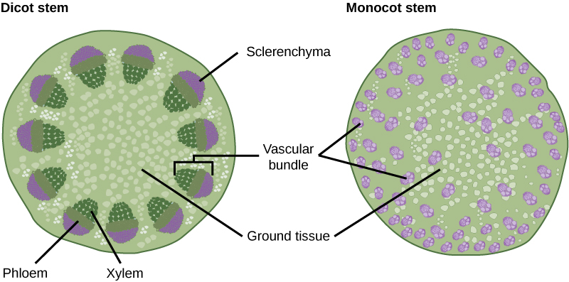 Main Difference - Tissue and Tissue System