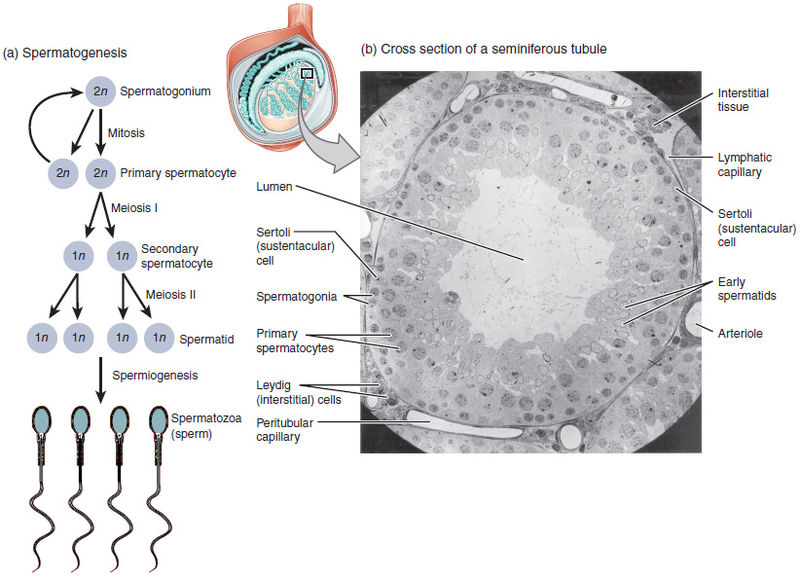 What is the Difference Between Undifferentiated Sperm Cells and Sperm