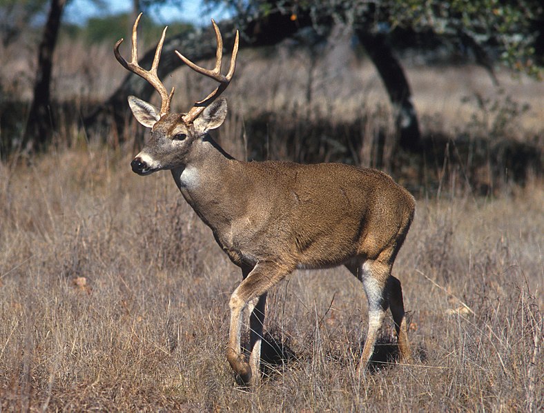 What is the Difference Between Whitetail and Mule Deer_Fig 01