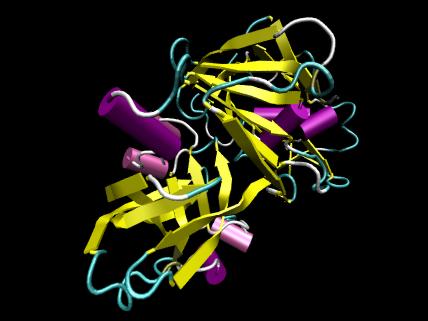 What is the Difference Between Pepsin and Protease