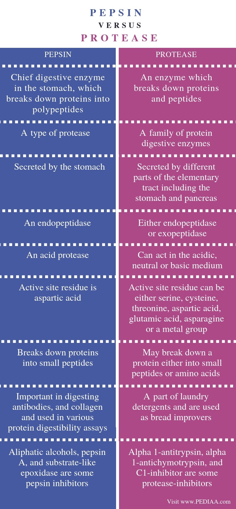 what-is-the-difference-between-pepsin-and-protease-pediaa-com