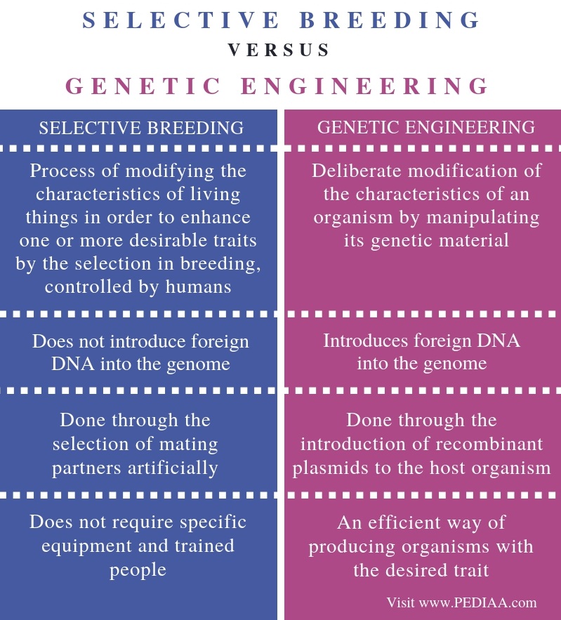 what-is-the-difference-between-selective-breeding-and-genetic