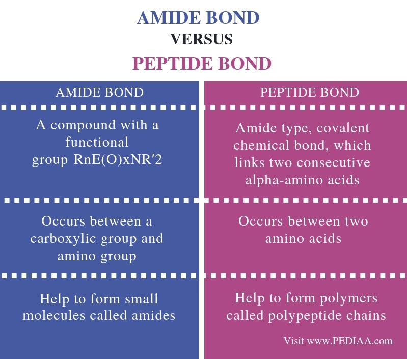 What Is The Difference Between Amide And Peptide Bond Pediaa